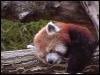 [RedPanda40]