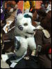 [BrownWolf CaF2009 044]