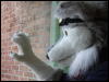 [Mikepaws Confuzzled2008 136]