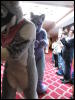 [Devilwuff CF2011 173]