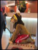 [Devilwuff CF2012 110]