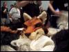 [PlushFox EF13 072]