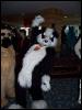 [PlushFox EF13 054]