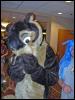 [MortonFox FF2005 Seth Otter]