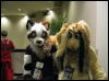 [WildBillTX FWA2008 294]