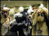 [WildBillTX FWA2008 296]