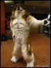 [WildBillTX FWA2009 016]