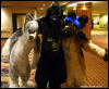 [WildBillTX FWA2009 021]