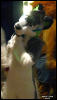 [WildBillTX FWA2009 335]