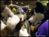 [WildBillTX FWA2009 374]