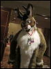 [WildBillTX FWA2010 149]