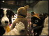 [WildBillTX FWA2010 298]