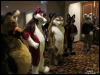 [WildBillTX FWA2010 311]