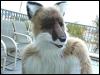 [ZenWolph 01FC2010]