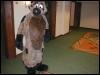 [TuxSkunk FC2003 003]