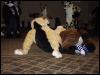 [Lilpup FC2004 159]