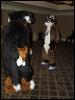 [Lilpup FC2004 167]