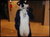 [Tuxskunk FC2004 0287]