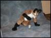 [Tuxskunk FC2004 0862]