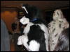 [SirCrimsonFox FC2006 003]