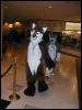 [TuxSkunk 3 FC2006 005]