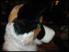 [TuxSkunk 4 FC2006 032]