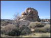 [Aoi 20060114 JoshuaTree023]