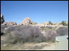 [Aoi 20060114 JoshuaTree025]