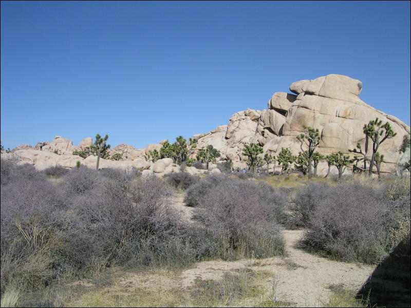 [Aoi_20060114_JoshuaTree028.jpg]