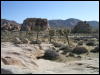 [Aoi 20060114 JoshuaTree031]