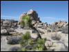 [Aoi 20060114 JoshuaTree035]