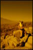 [Coffy 20060114 JoshuaTree018]