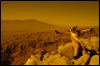 [Coffy 20060114 JoshuaTree020]