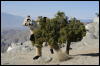 [Coffy 20060114 JoshuaTree024]