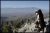 [Coffy 20060114 JoshuaTree025]