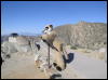 [Xavier 20060114 JoshuaTree 041]