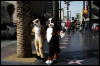 [Coffy 20060117 LA HollywoodBlvd 018]