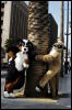 [Coffy 20060117 LA HollywoodBlvd 022]
