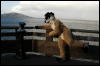 [Coffy 20060114 SanFranciscoPier39 011]
