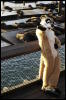 [Coffy 20060114 SanFranciscoPier39 024]