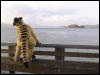 [Yakeo 20060118 SanFrancisco 049]