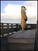 [Yakeo 20060118 SanFrancisco 054]