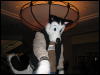 [BaltoWoof FC2008 003]