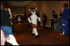 [Furry-K9 FC2008 211]