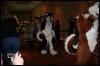 [Furry-K9 FC2008 260]