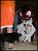 [BrownWolf FC2009 035]