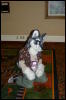 [DamonHusky FC2009 105]