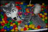 [DamonHusky FC2009 373]