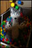 [DamonHusky FC2009 377]