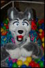 [DamonHusky FC2009 383]